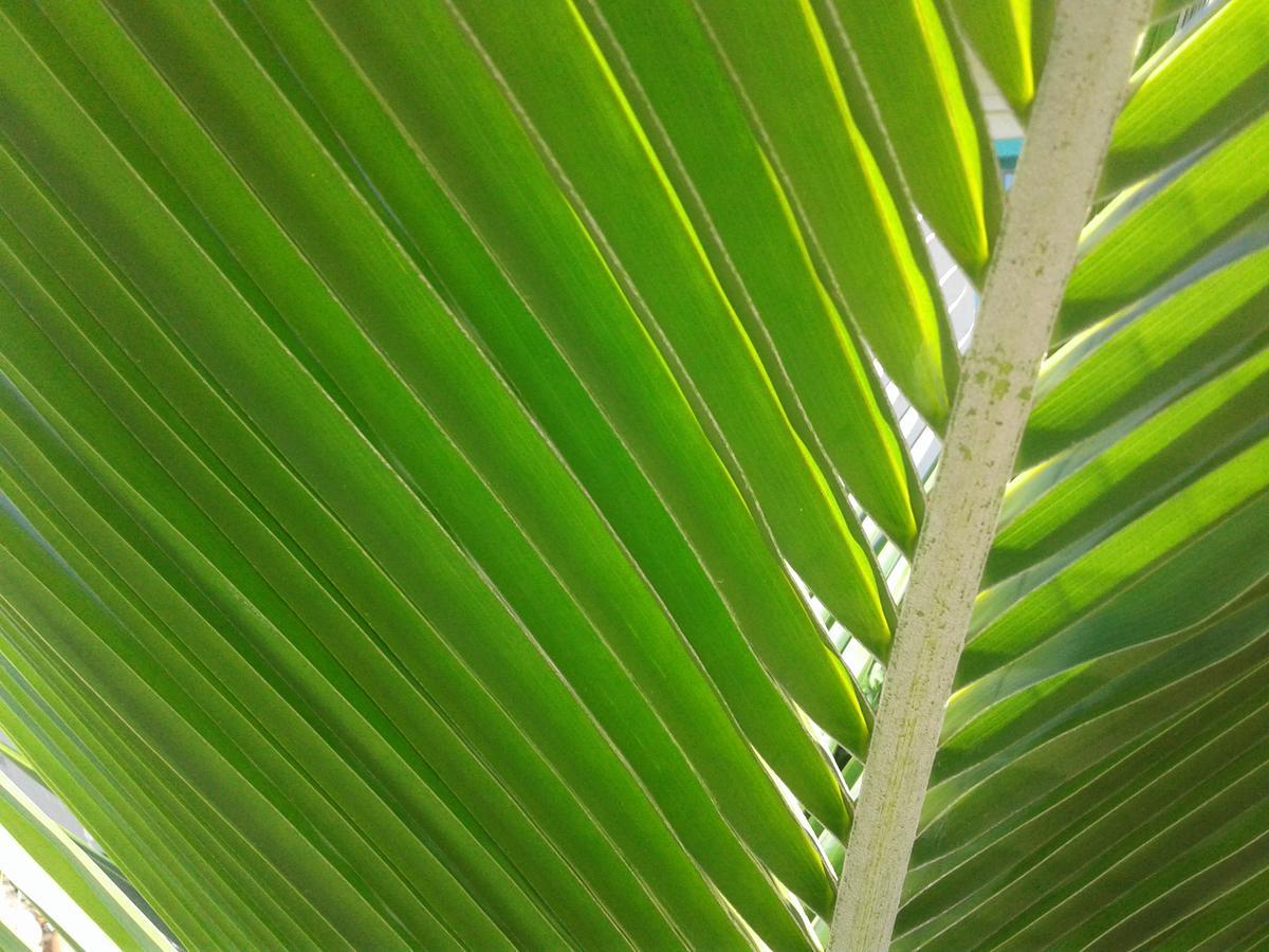 Beach Island Resort 可可比奇 外观 照片